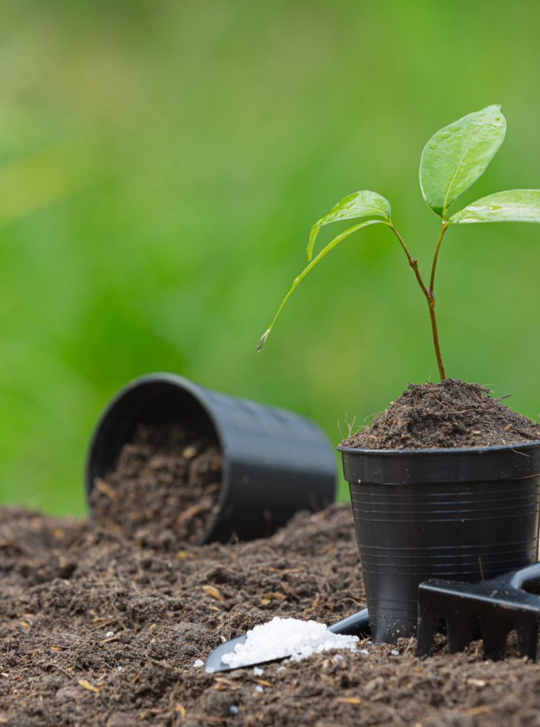 close up picture of the sapling of the plant is growing